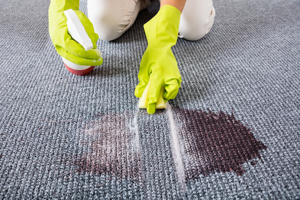 Carpet Cleaning Everton Park